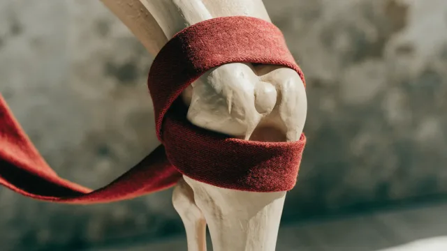A knee model wrapped by an intact band of deep red woven fabric that passes around rather than through the quadriceps area, a tactile editorial metaphor